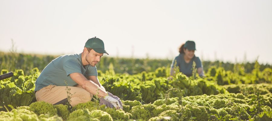 PIU impresa 2025 young farmers financing Italy